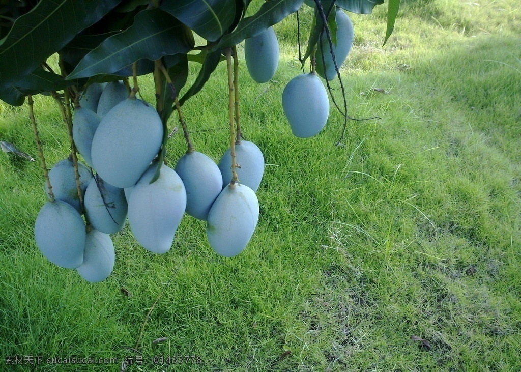 芒果 水果 鲜果 果 硕果 硕果累累 绿叶 芒果树 芒果树叶 草地 青草 小草 草坪 自然风景 自然景观