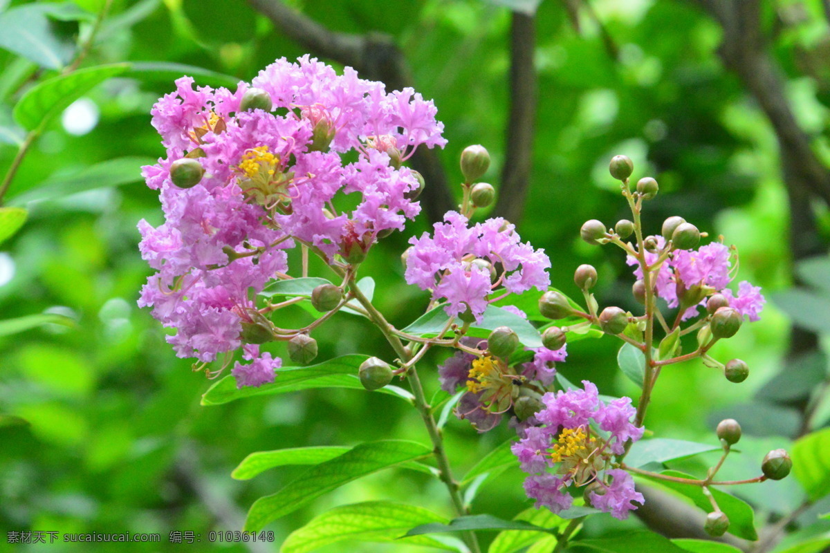 紫薇花 紫薇树 园林美景 满堂红 灌木 紫薇 花卉 枝叶 花儿 花草 园林绿化 绿化景观 生物世界