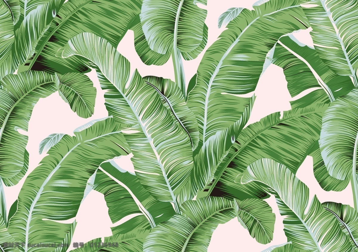 芭蕉叶图片 热带植物 叶子 绿色叶子 芭蕉叶 数码印 文化艺术