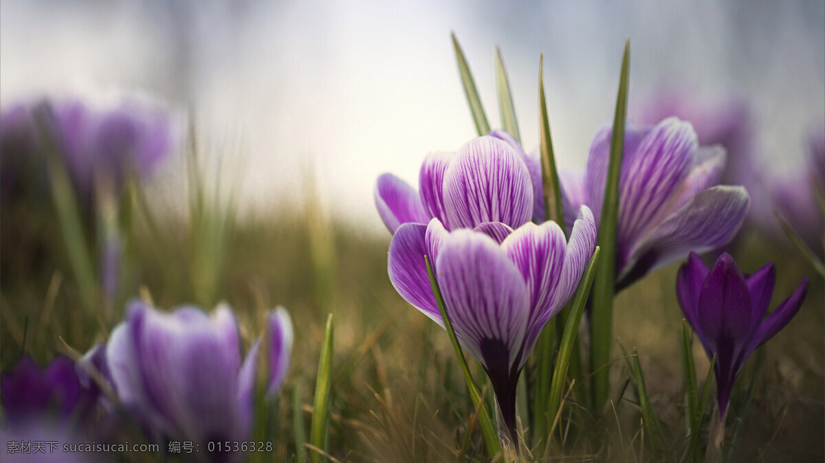紫色 花朵 植物 草地 背景 生物世界 花草