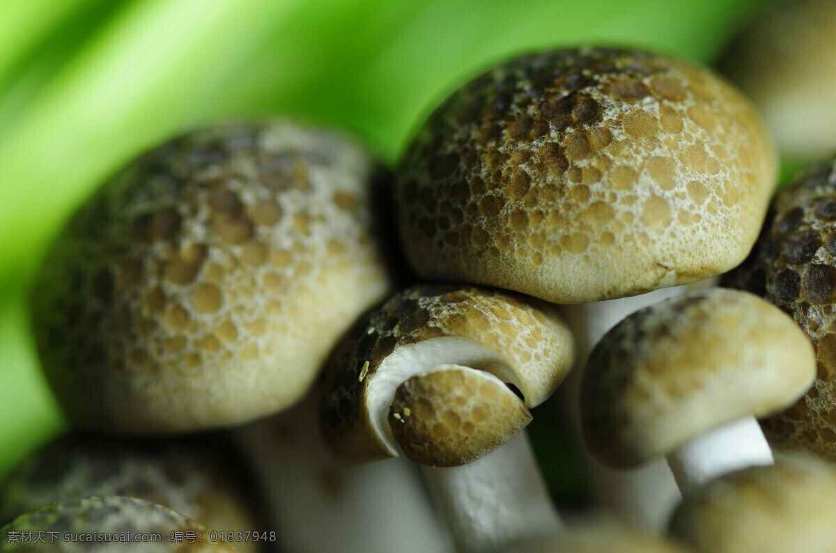 蘑菇 菌类 绿色蔬菜 生物世界 蔬菜 新鲜蔬菜 高清蔬菜 风景 生活 旅游餐饮