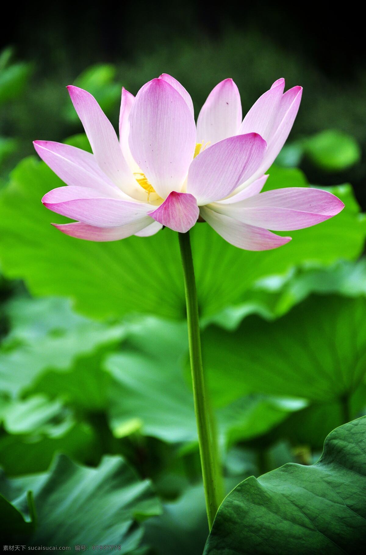 荷花 莲花 莲叶 芙蓉 花 粉色 红色 藕莲子 花草 生物世界