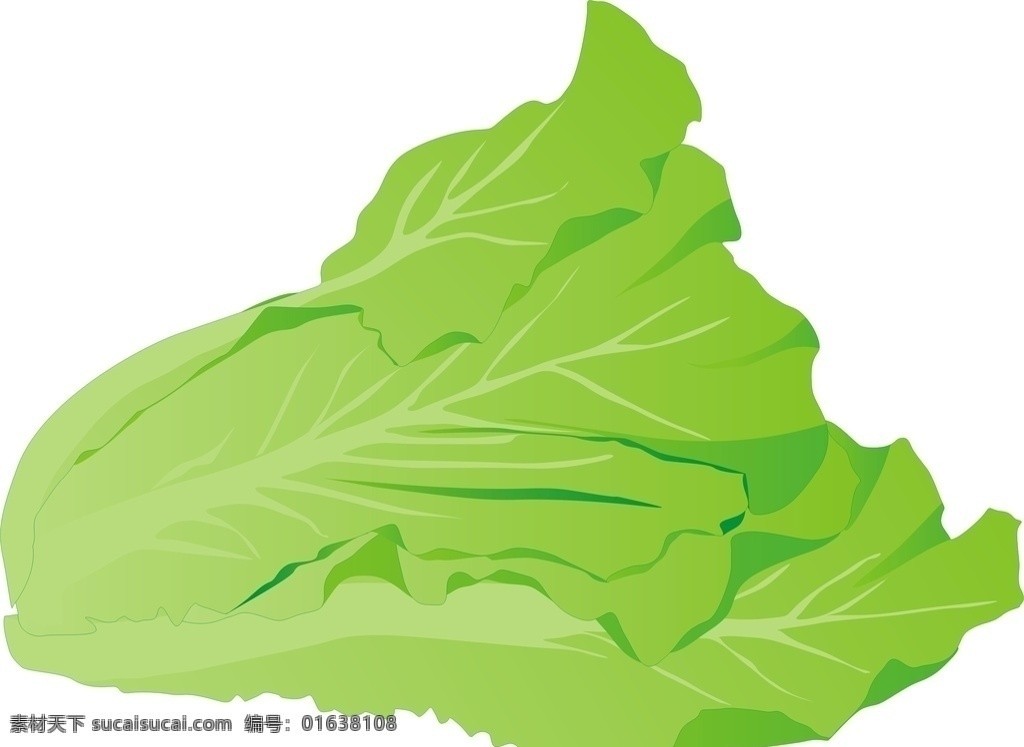 生菜 蔬菜 植物 绿叶 矢量l图