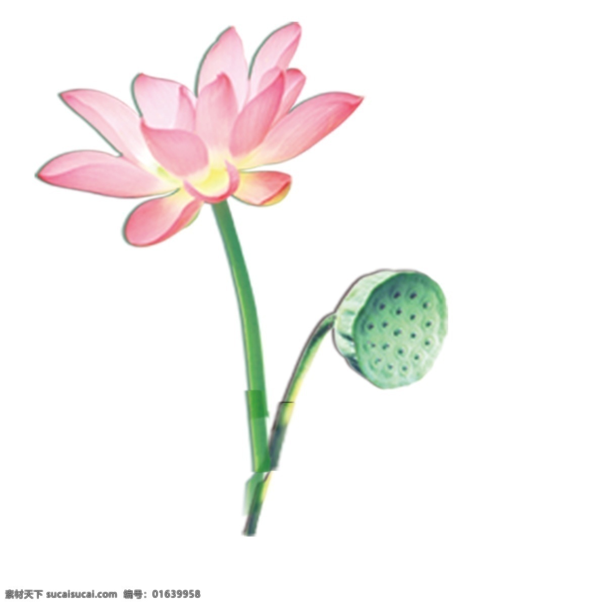 雅致 清新 粉色 荷花 元素 装饰元素 花朵 植物 荷塘 夏日 盛开 手绘