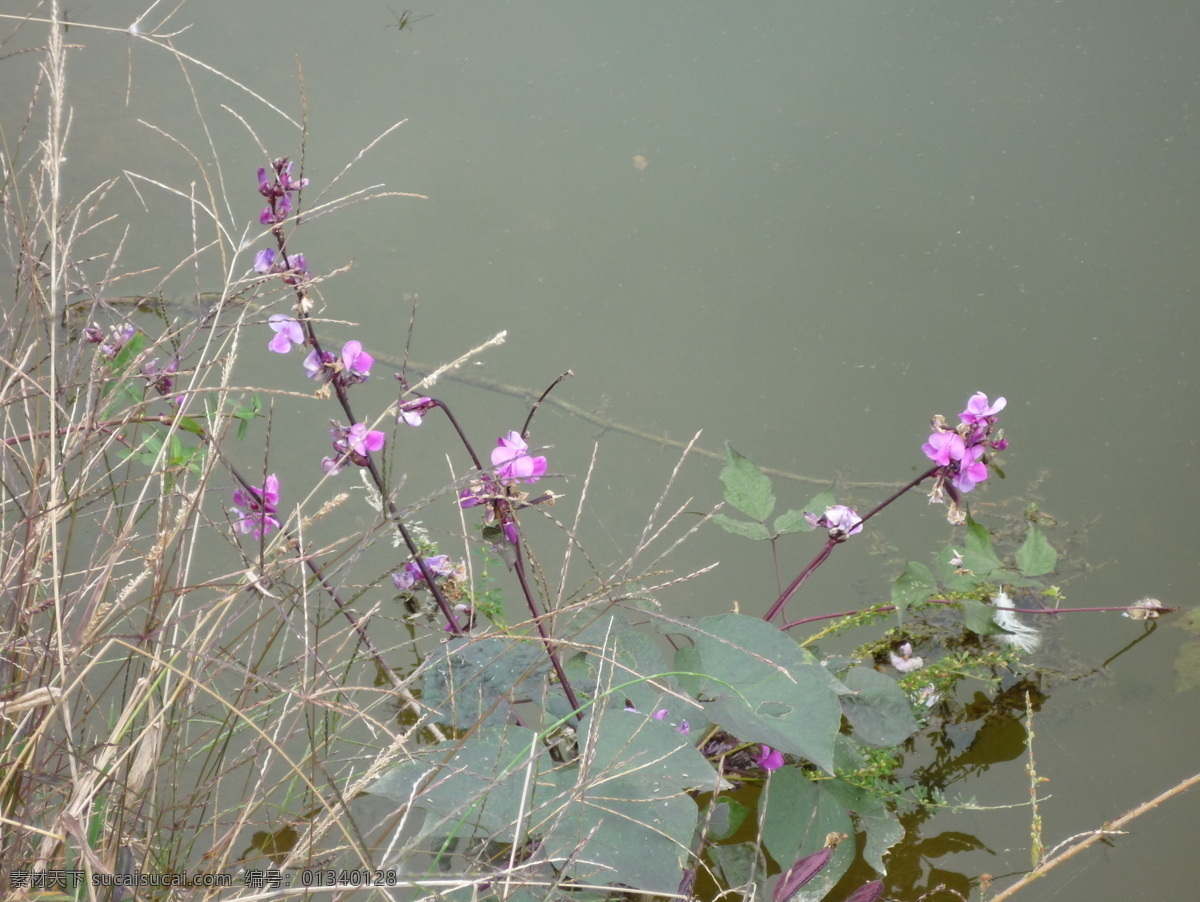 秋天 湖边 红 扁豆 花 乡村 红扁豆 红扁豆花 野草 美丽的乡村 田园风光 自然景观