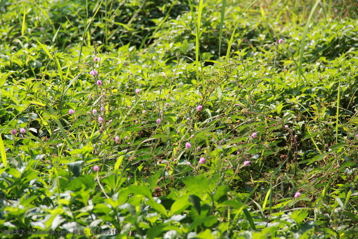 野草 野花 花花草草 杂草 草丛 花丛 路边的野花 花 草 自然 春天 夏天 植物 美丽 花卉 漂亮 绽放 背景 绿色 新鲜 植物学 旅游摄影 自然风景