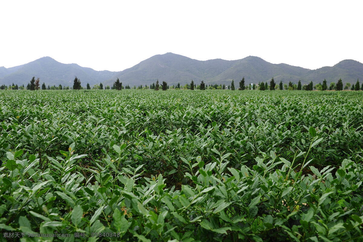 茶园 铁观音 春天 夏天 风景 茶叶 茶庄 种植基地 绿色 蓝色 山恋 山峰 山水风景 自然景观