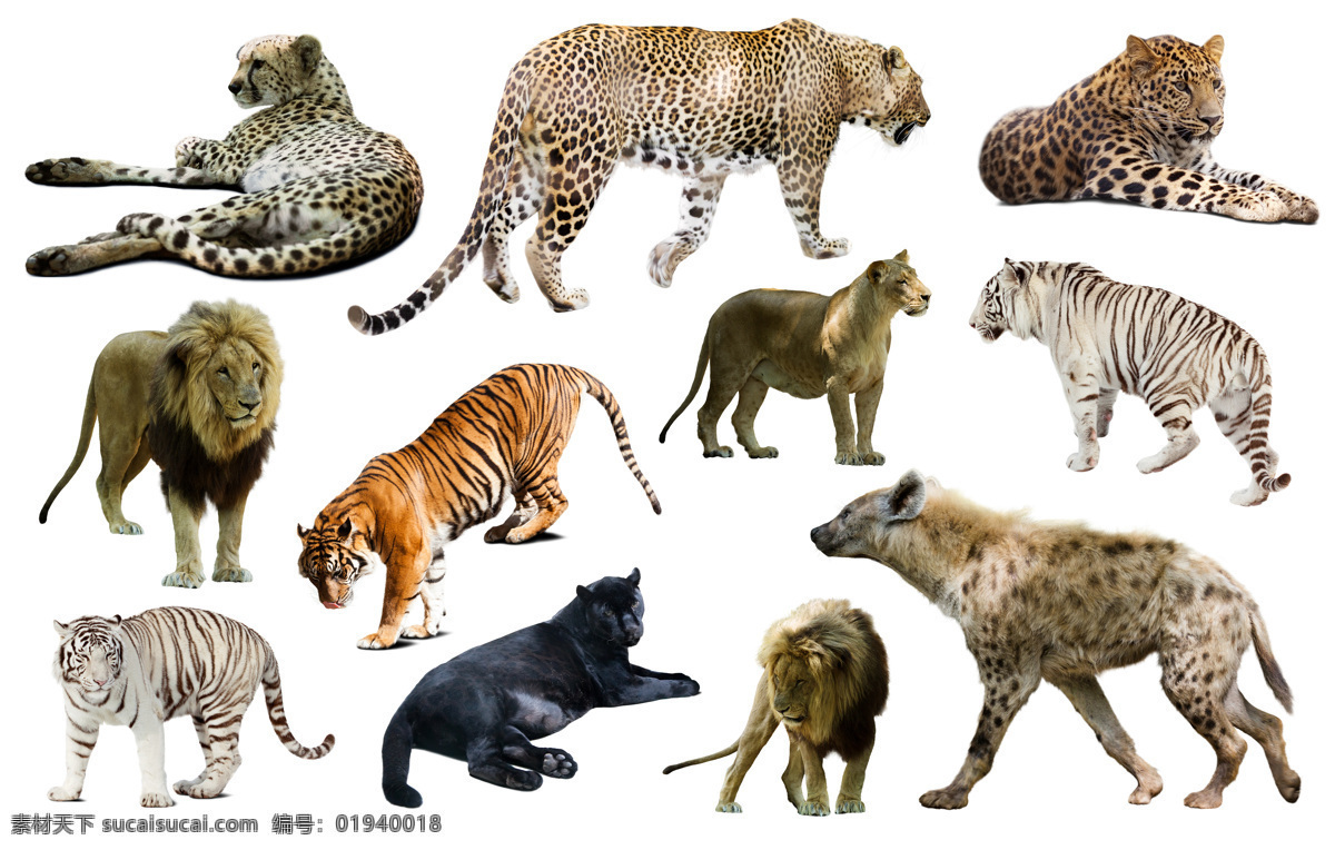 猫科动物 豹子 老虎 驼骆 动物 陆地动物 野生动物 动物世界 动物摄影 生物世界 白色