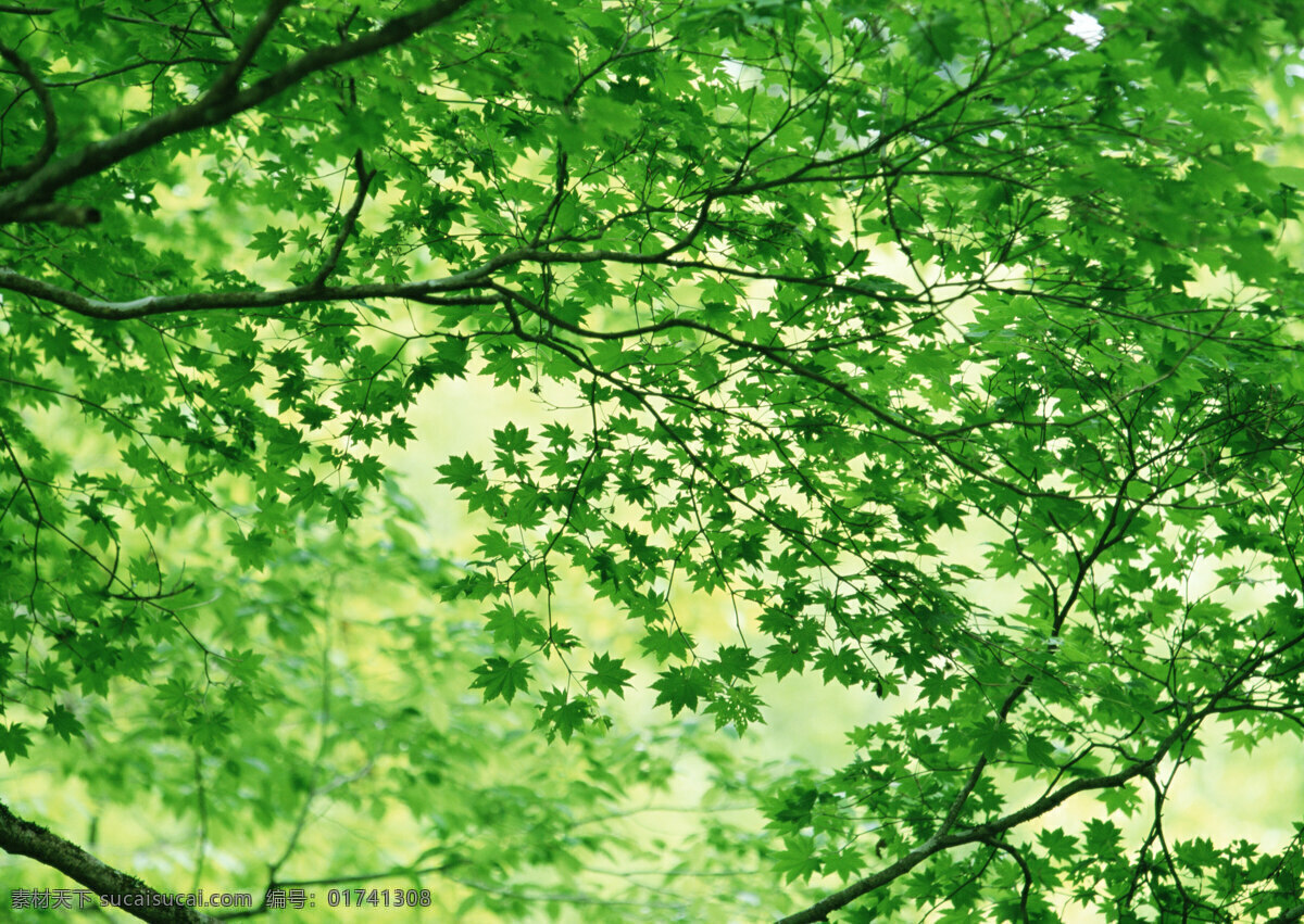 树林图片 森林树木 树林风景图片 树林高清图片 树木树叶 植物素材 生物世界 高清图片 花草树木