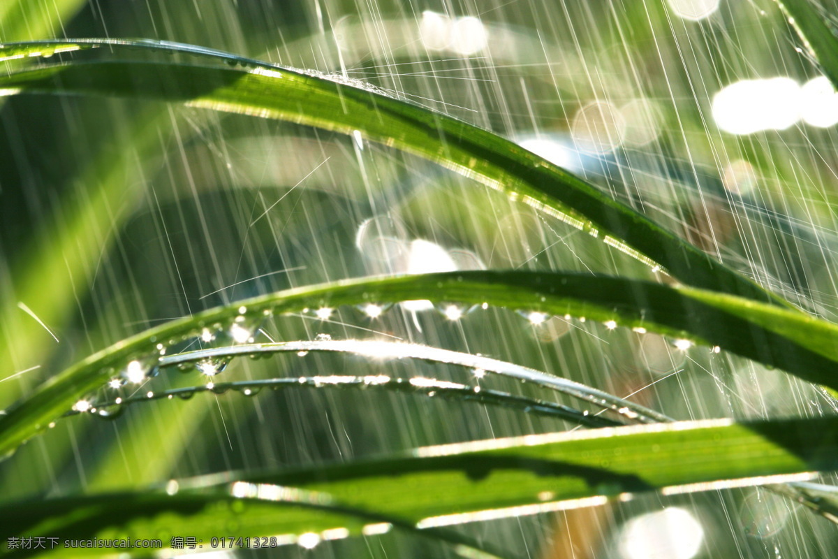 雨 中 绿 草 绿草 植物 雨水 雨滴 雨中 大雨 淋雨 下雨 雨天 天气 山水风景 风景图片