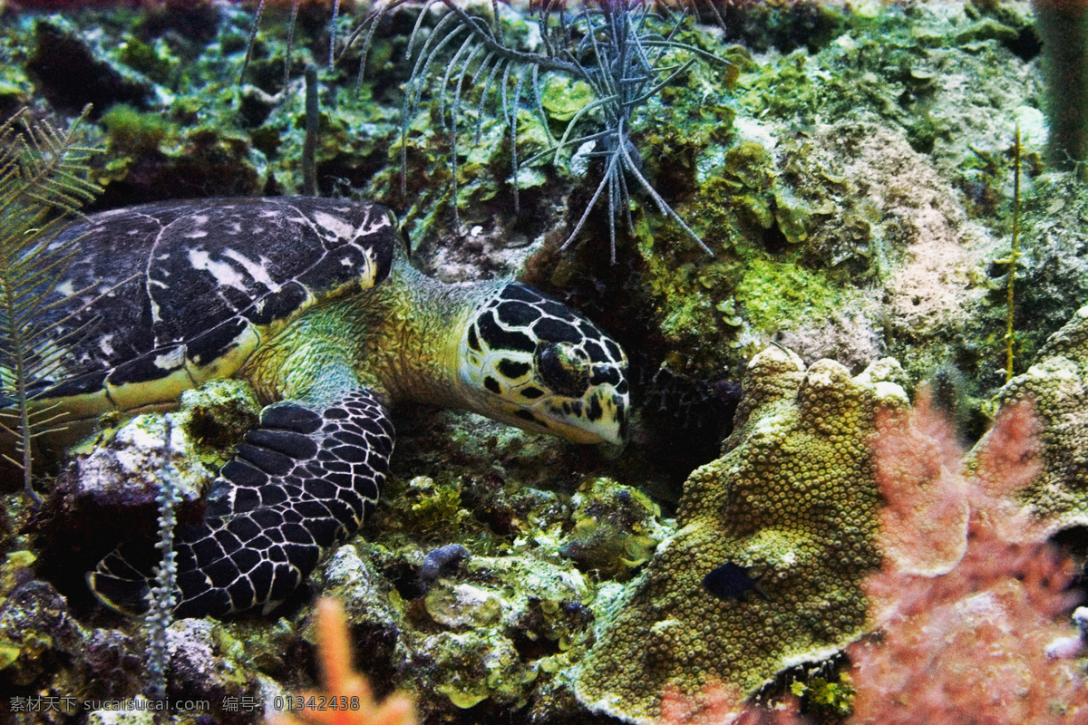 海龟 龟 海底世界 海洋 海洋生物 海洋鱼类 生物世界 鱼 爬行动物 珊蝴 鱼类