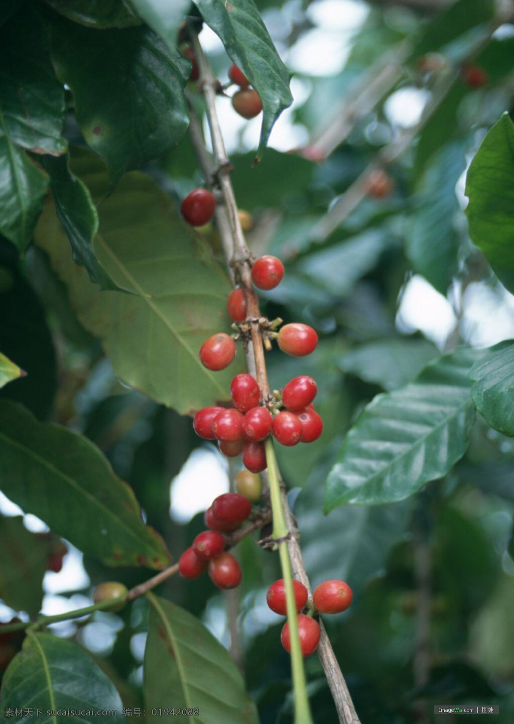 咖啡树 咖啡豆 自然风景 自然景观