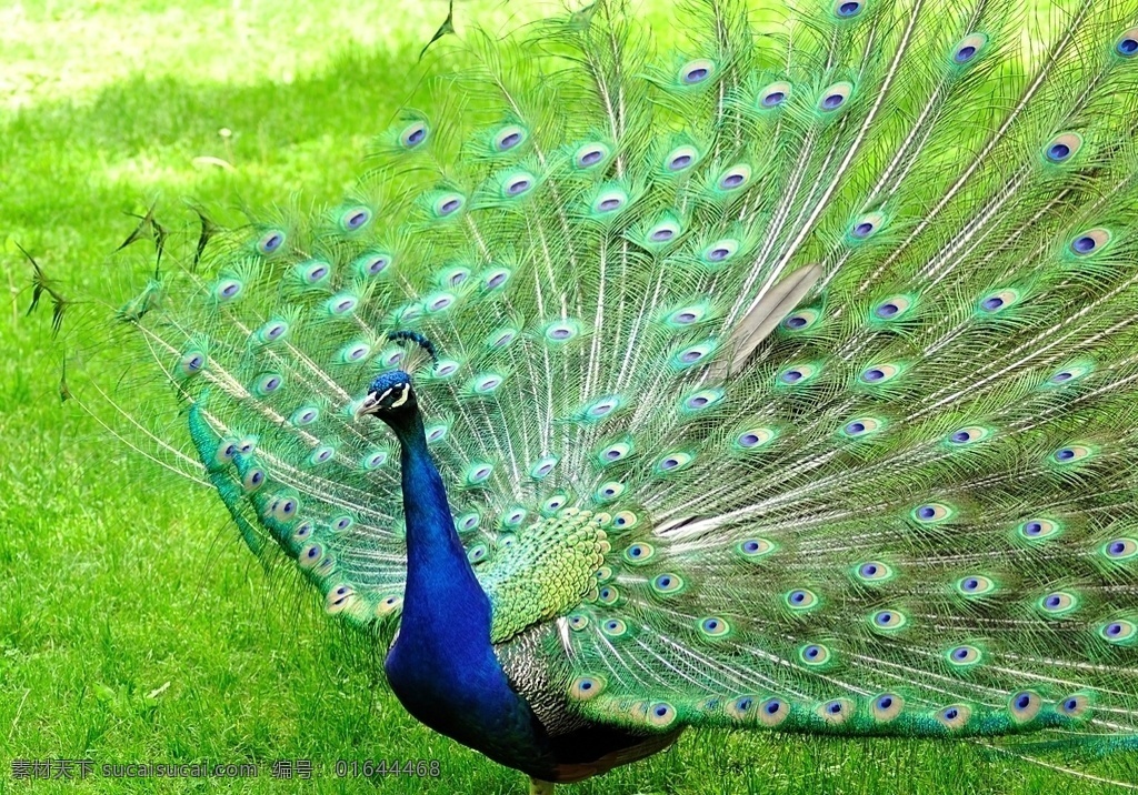 孔雀图片 动物 喙 美丽 美丽的鸟 体 优雅 充满异国情调 羽毛 折叠 家禽 野生动物 花园 礼服 绿色 孔雀 孔雀开屏 大自然动物 生物世界