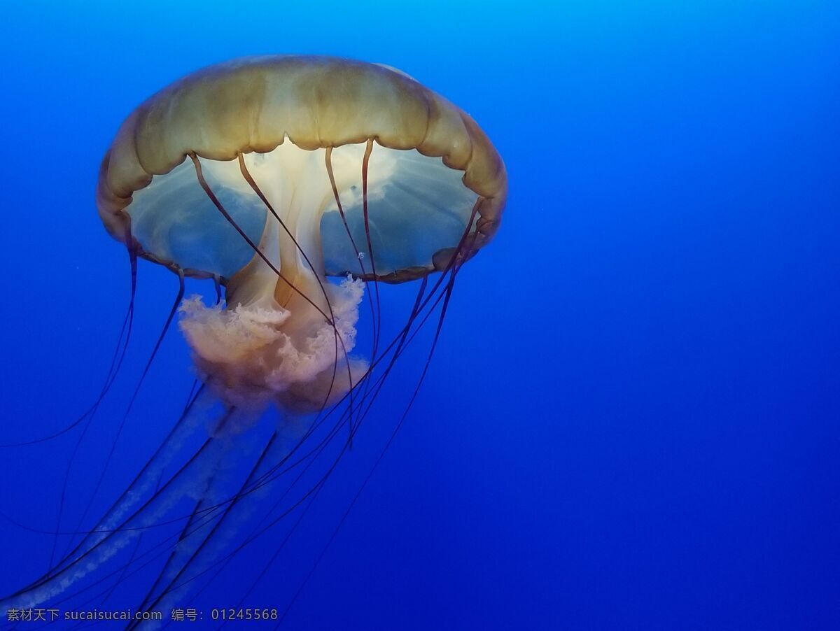 漂亮 水母 漂亮的水母 美轮美奂 海洋世界 海底世界 海产 水产 生物世界 海洋生物