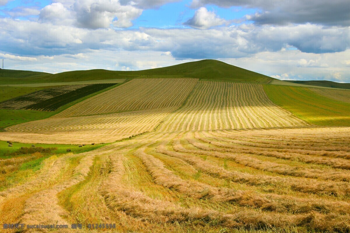 麦田 秸秆 收获 庄稼地 麦茬 天空 白云 分享 自然景观 田园风光