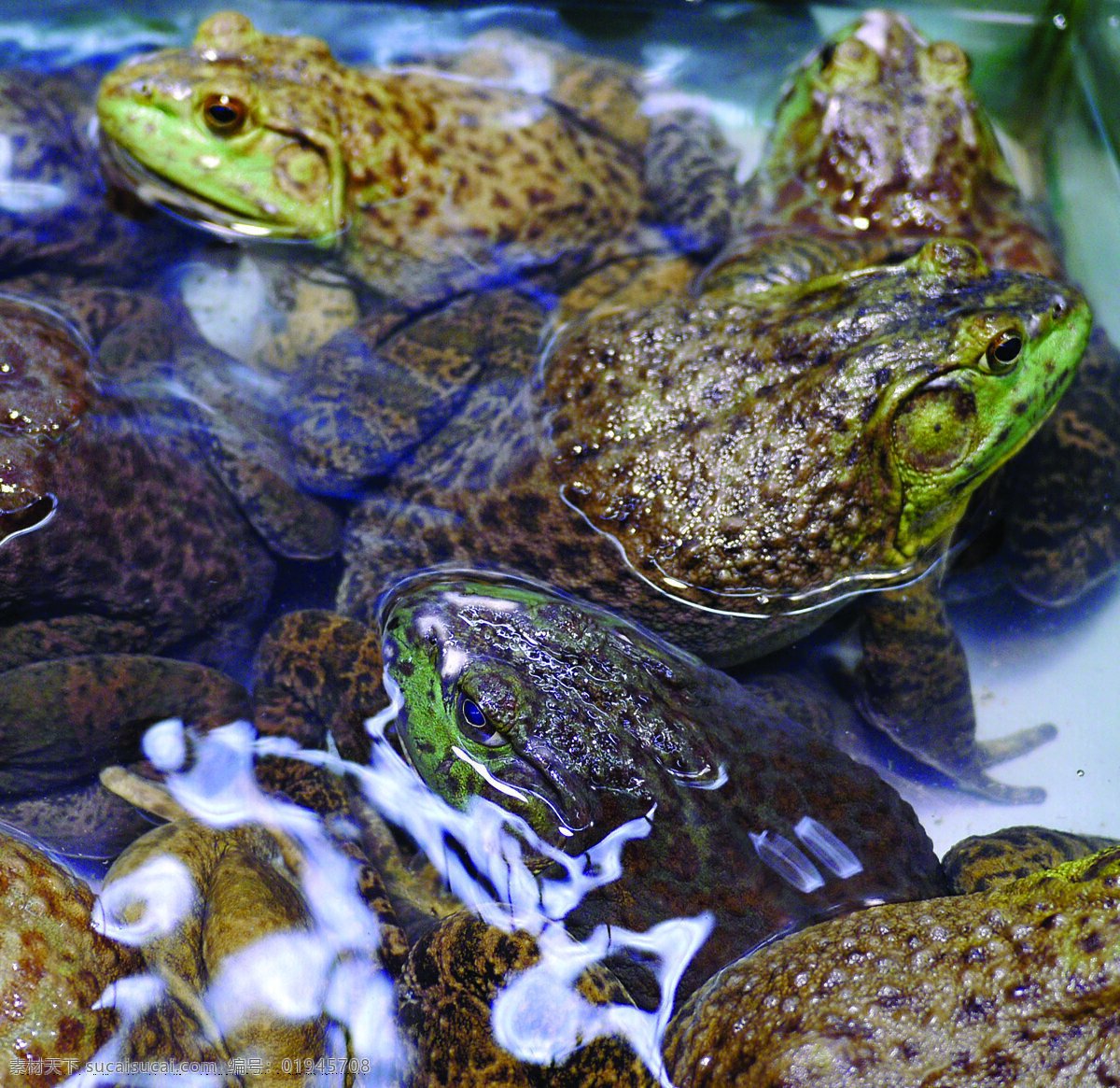 牛蛙 鲜活 蛙类 水产养殖 动物 家禽家畜 生物世界