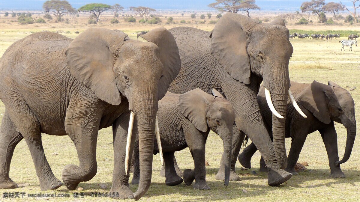 大象 非洲象 非洲草原 象牙 野生动物 非洲 生物世界