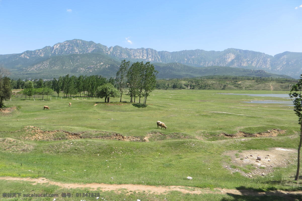 嵩山景色 登封 嵩山 太室山 马庄水库 树林 绿草 牛群 嵩山风光 旅游摄影 国内旅游
