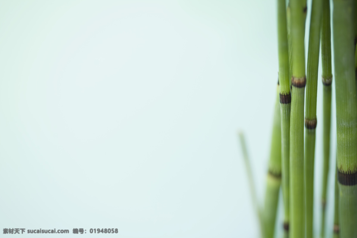 植物 树林 花草 大自然 中 植物图片 绿色植物 花草树木 生物世界 灰色