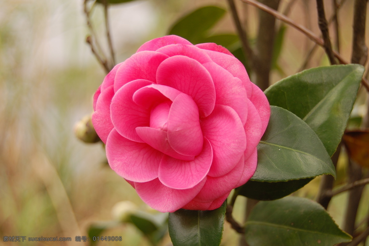 茶花 绿叶 花草 生物世界