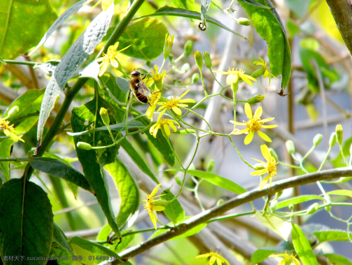 蜜蜂采花 蜜蜂 采花 动物 黄色 小花 绿叶 阳光 花朵 黄花 昆虫 生物世界