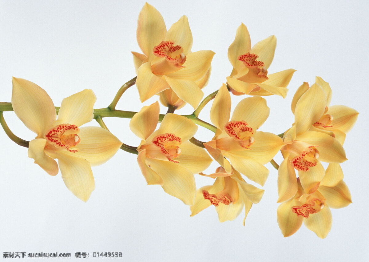 兰花 花卉 黄色 花卉类 花草 生物世界