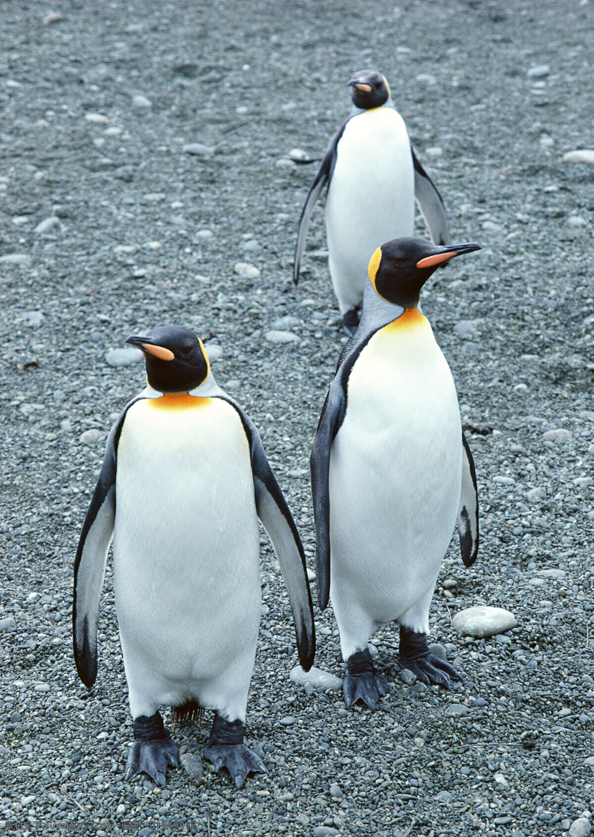 企鹅图片素材 动物世界 生物世界 南极生物 企鹅 水中生物