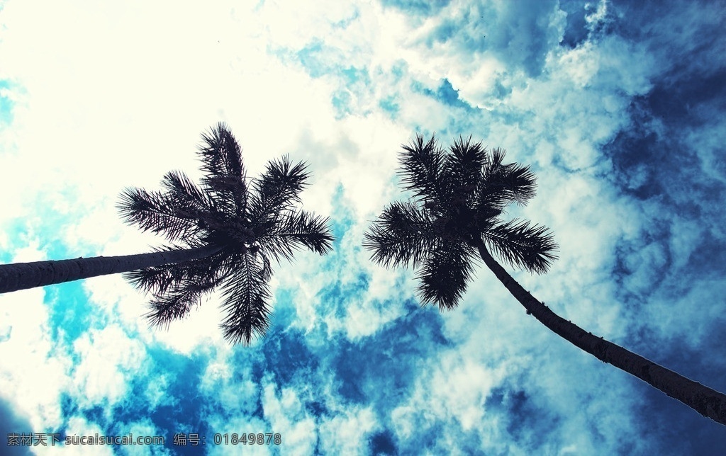 椰树 天空 蓝天 白云 仰视 自然风景 自然景观