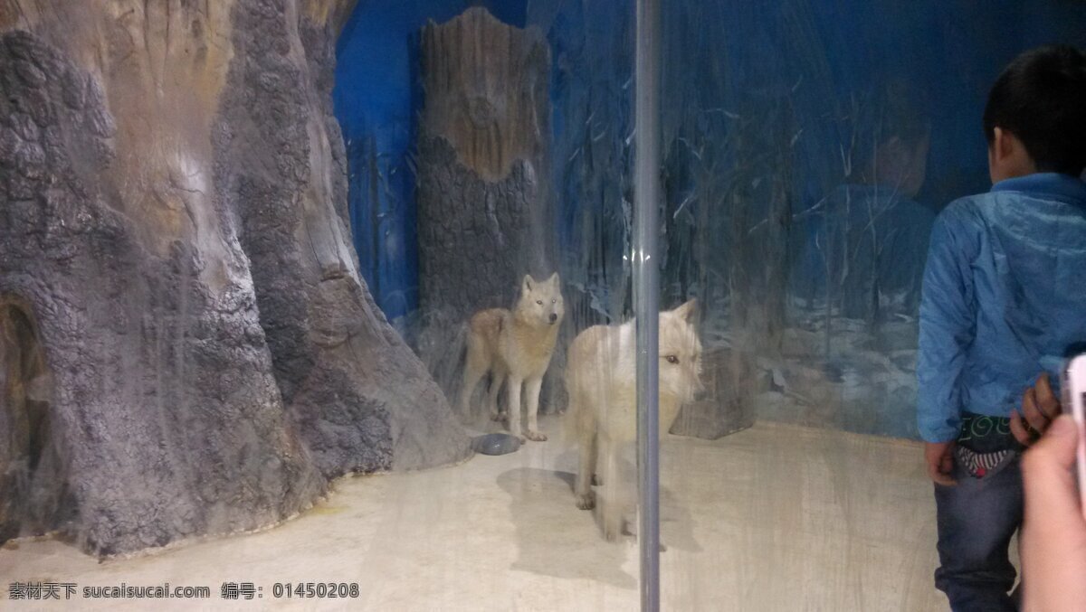 雪 狼 生物世界 野生动物 展览 雪狼 极地海洋馆 装饰素材 展示设计