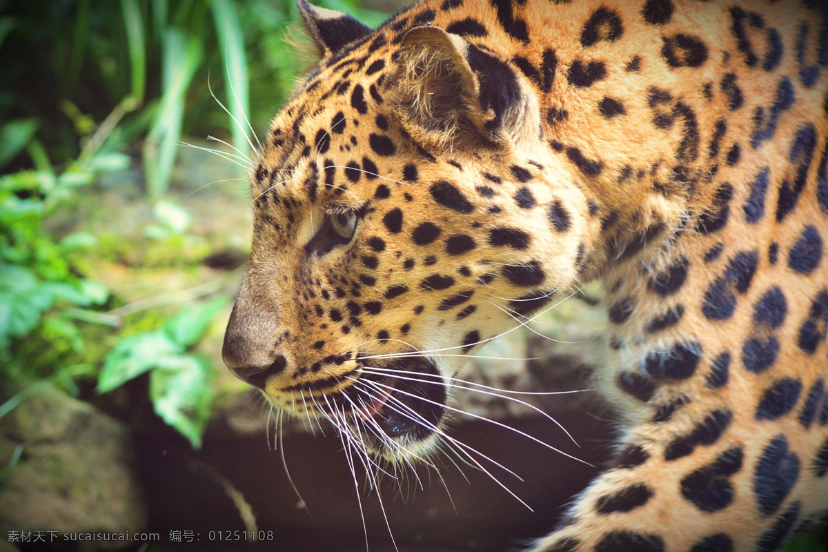 豹子 豹 panthera pardus 金钱豹 文豹 银钱豹 leopard panther 花豹 动物 猫科动物