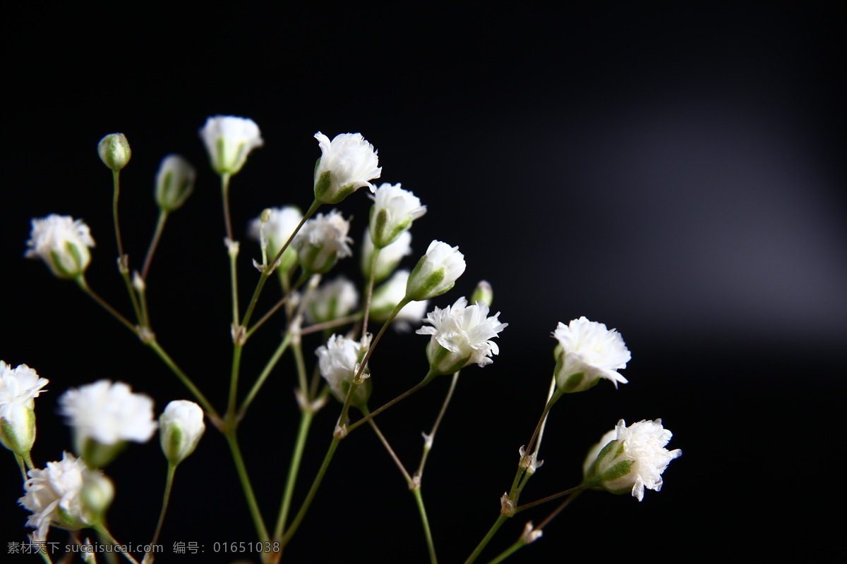 白色满天星 白色花卉 满天星 小花 锥花丝石竹 圆锥石头花 鲜花 真花 微距拍摄 花卉摄影 生物世界 花草