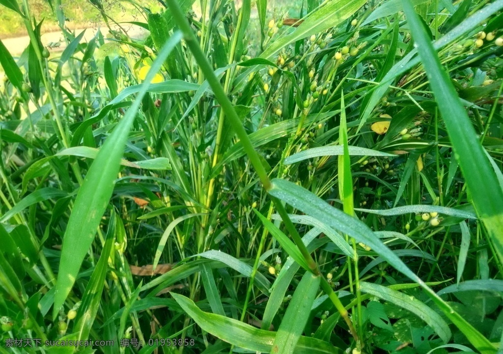 薏米 薏米草 禾草 鄂东薏米 水边薏米 生物世界 花草