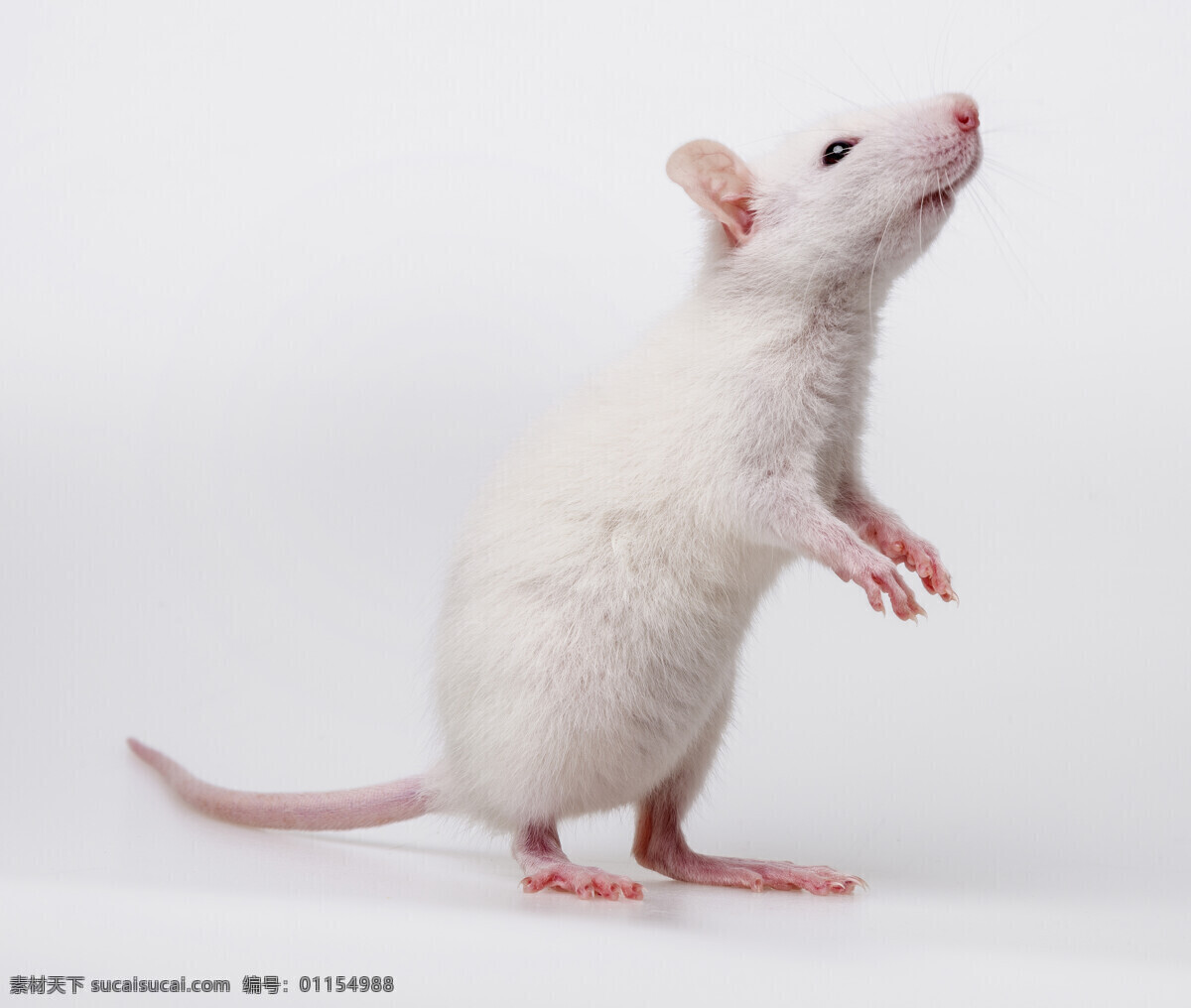 高清小白鼠 小白鼠 小白鼠写真 小白鼠摄影 小白鼠特写 科学小白鼠 实验小白鼠 科学白鼠 试验小白鼠 试验白鼠 白鼠摄影 白鼠写真 白鼠特写 老鼠 小老鼠 宠物鼠 鼠 生物世界 家禽家畜