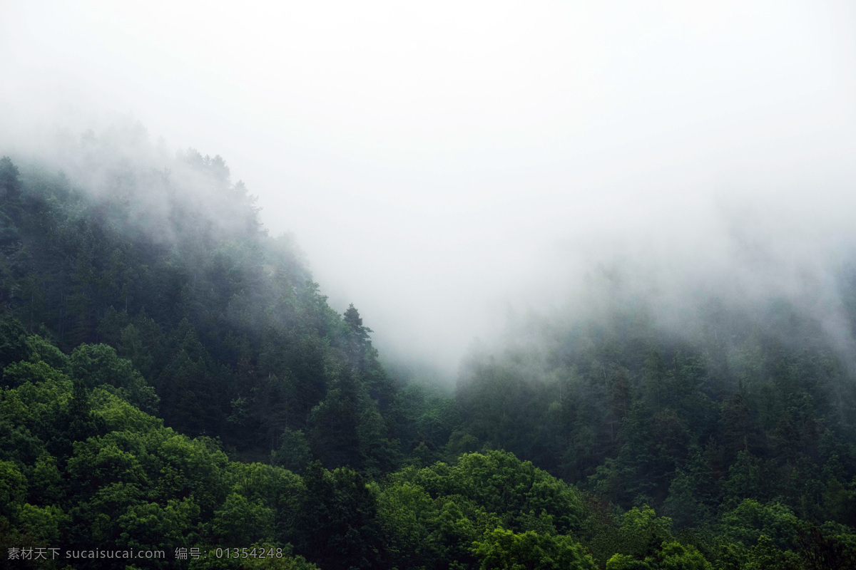 雾气 笼罩 森林 景观 云雾 云雾缭绕 雾气笼罩 树林 树木 绿树 山林 唯美仙境 森林景观 自然景观 自然风景 旅游摄影