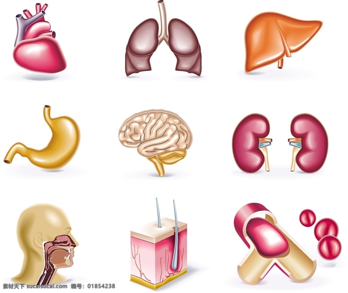 医疗 主题 矢量 肺 肝 轮椅 内脏 器官 心脏 药 药瓶 注射器 气虚 脑血管 肝脏 矢量图 日常生活