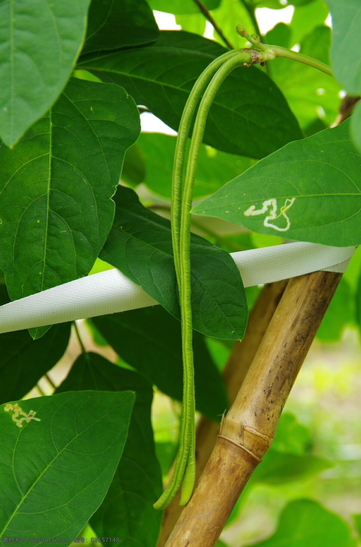 豆角 棚架瓜果蔬菜 蔬菜基地 菜篮子工程 菜篮子基地 竹竿 棚架 豆苗 豆叶 天空 民生 工程 蔬菜 瓜果 风景 生物世界 绿色