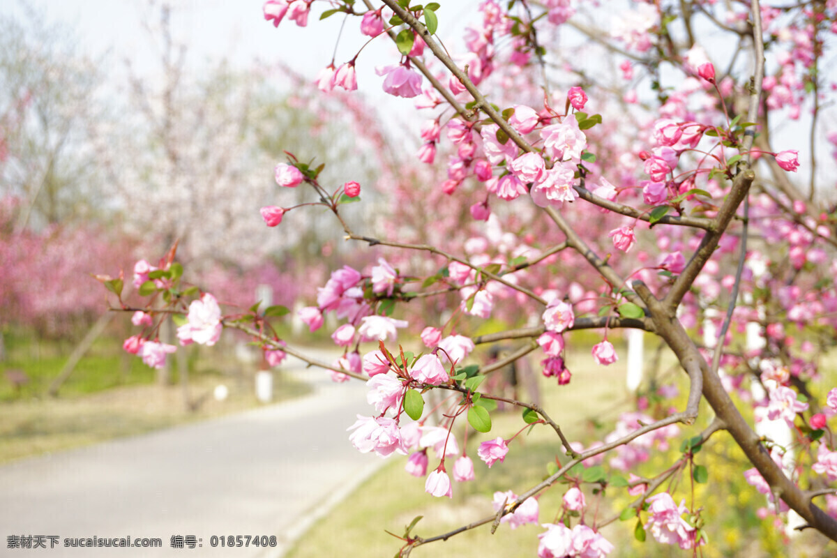 四月粉樱 上海 顾村 樱花 清晨 阳光 自然景观 自然风景