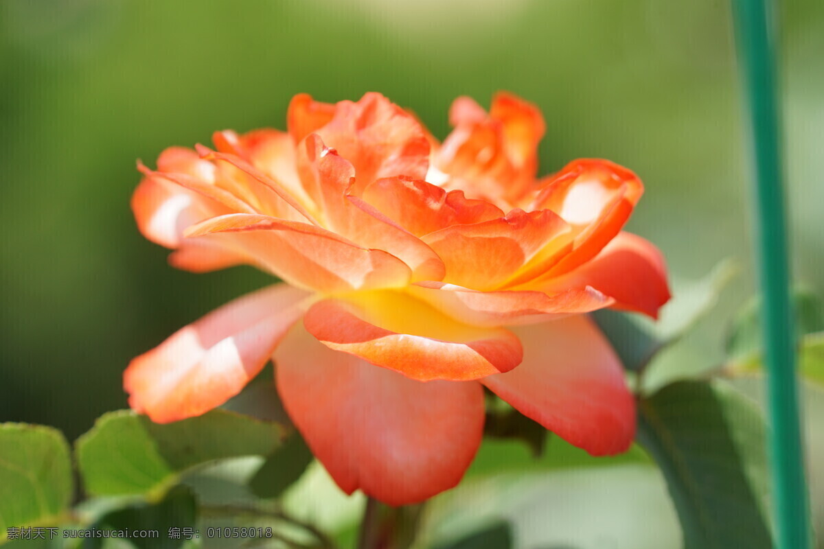 阳光 下 盛放 月季花 桔红色 黄色 渐变色 高清 特写 微距 月月红 绽放 娇嫩鲜花 花 花开荼蘼 生物世界 花草