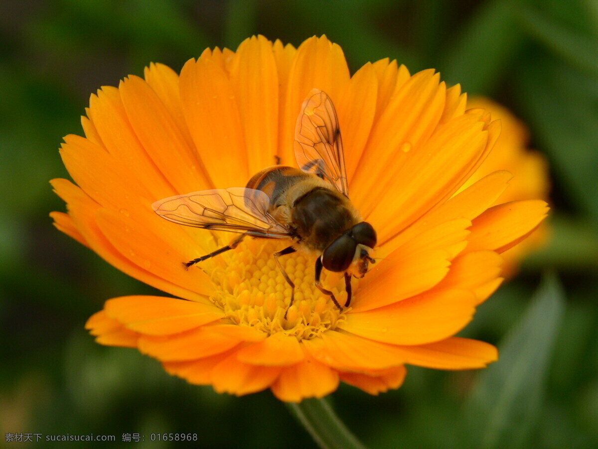 花蜜蜂 动物 昆虫 蜜蜂 生物世界 植物 采蜜
