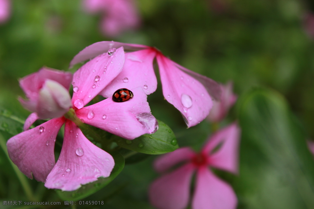 雨中花虫 雨景 风光 花 虫 花草 生物世界