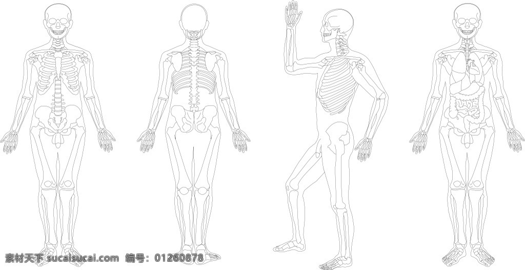 人体骨骼结构 人体 骨骼 解剖 图 矢量 模板下载 展架 解剖图展板 x展架 白色