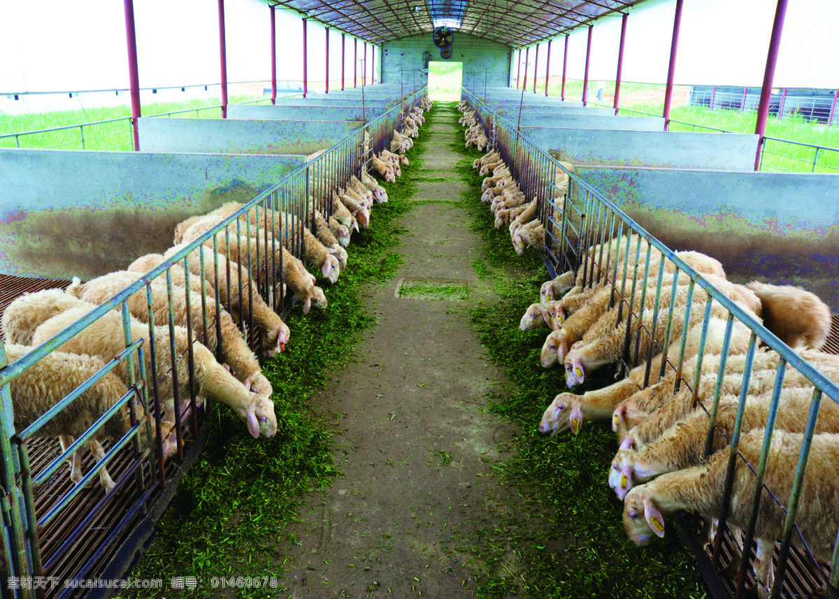 肉羊养殖场 肉羊 畜牧 现代畜牧业 羊 养羊 生物世界 家禽家畜