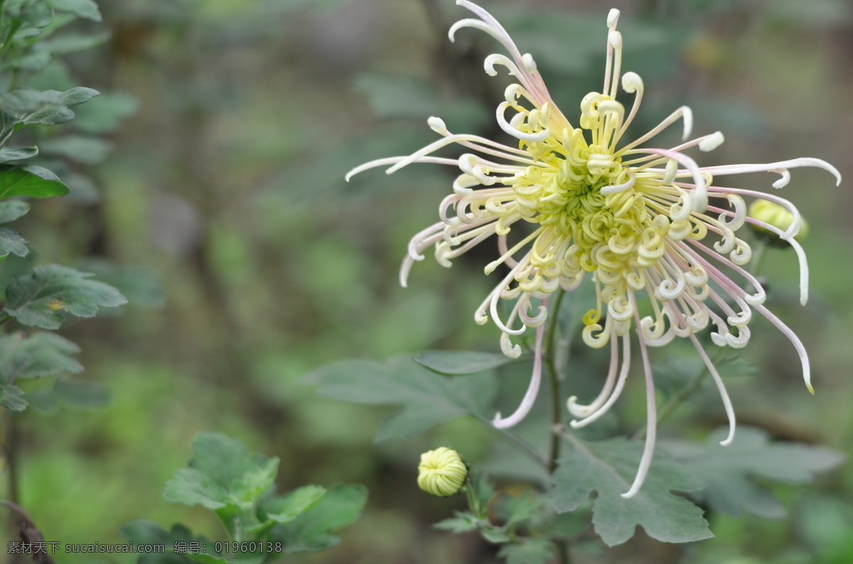 秋天 花园里 盛开 鲜花