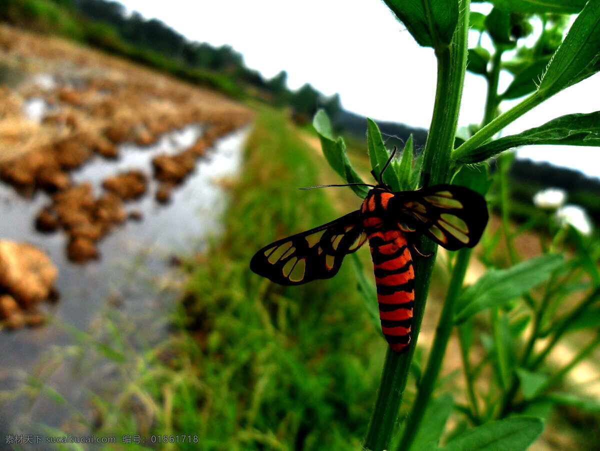 小昆虫 昆虫 远景 蝴蝶 生物世界
