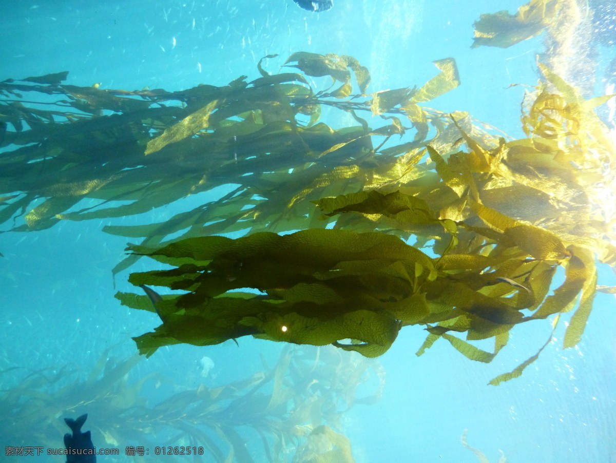 海水 中 漂浮 海带 海水中的海带 美国旅游 国外旅游 水族馆 蓝色海水 海底世界 海洋世界 海底公园 浅海大陆架 海洋生物 生物世界