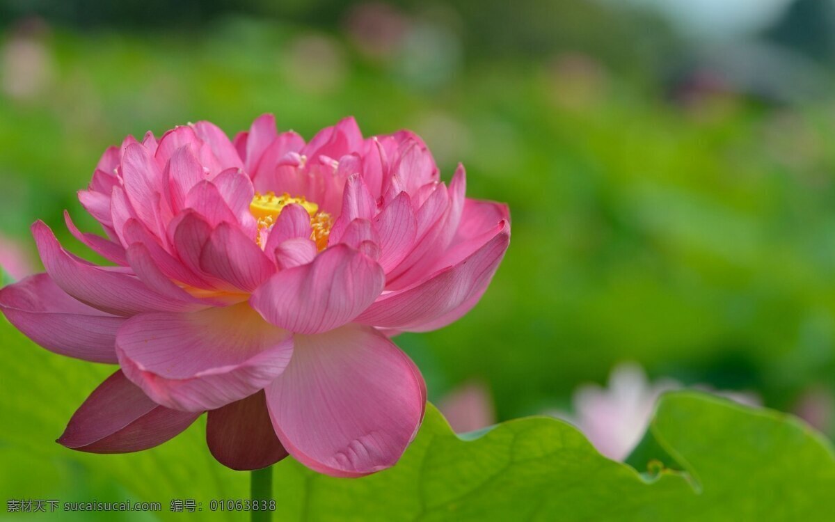 鲜艳 粉色 荷花 花卉 花草 花朵 花 植物