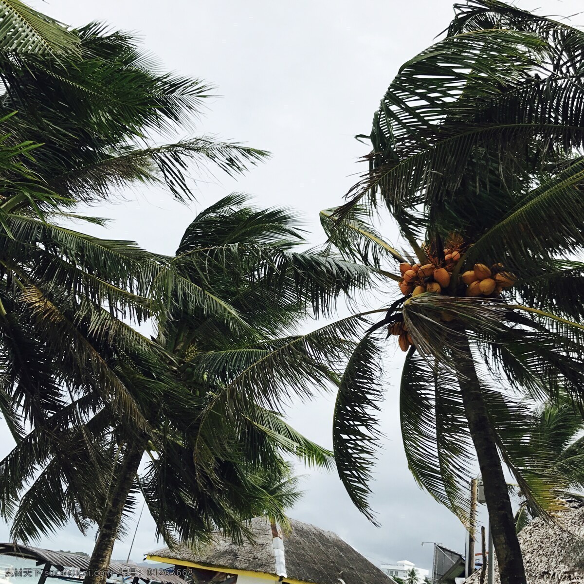 椰子 椰果 椰汁 海边的椰子树 旅游摄影 国内旅游