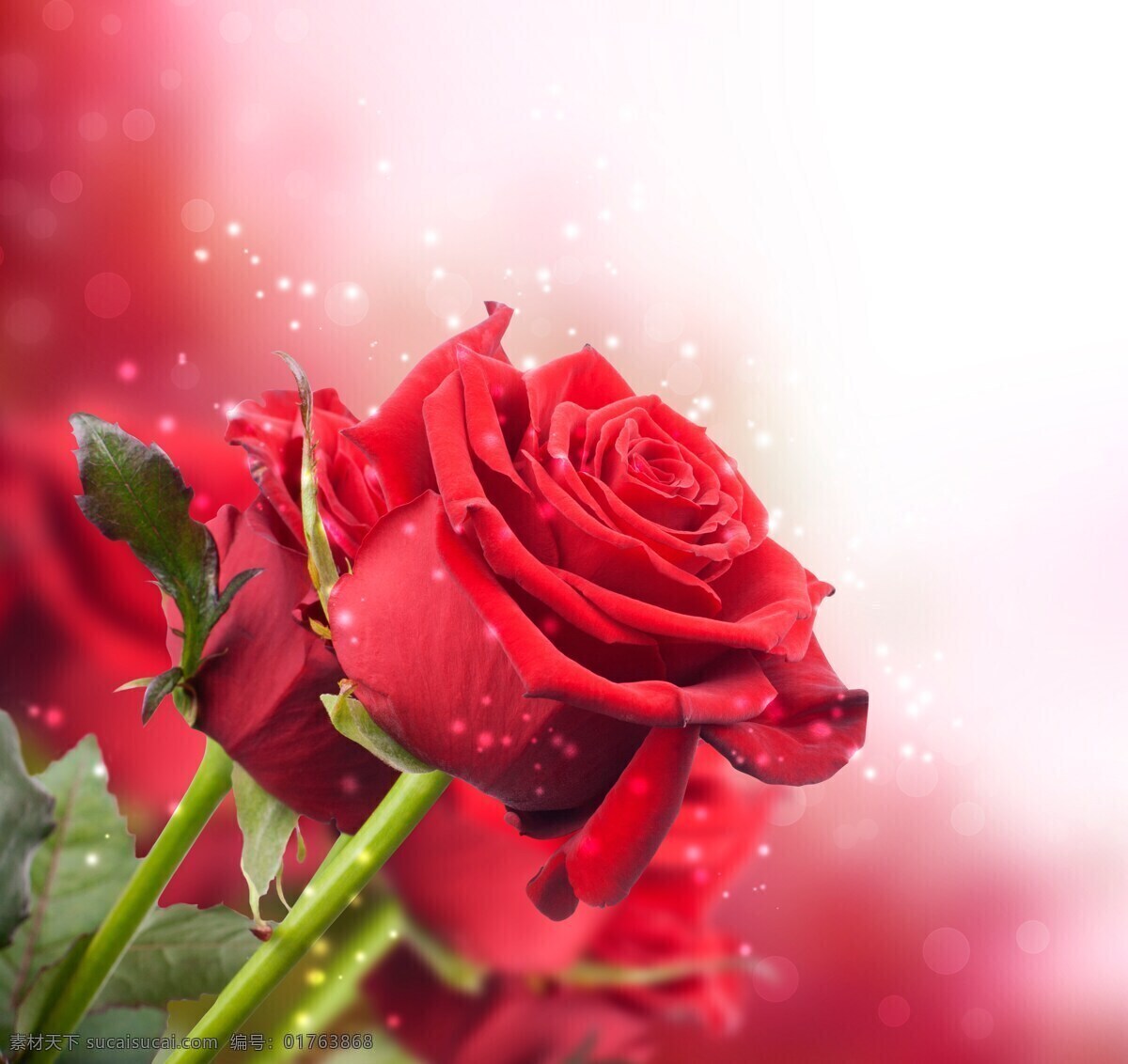高清 红玫瑰 花 爱情 花苞 花草 花朵