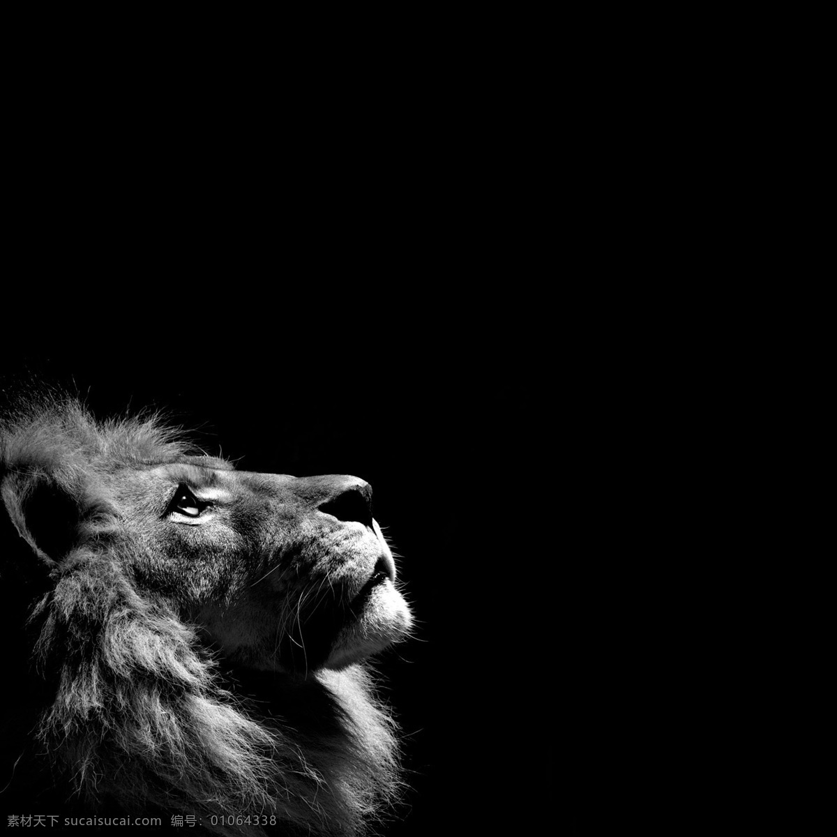 雄狮的仰望 狮子 灰色 黑色背景 仰望 雄狮 动物 其他生物 生物世界