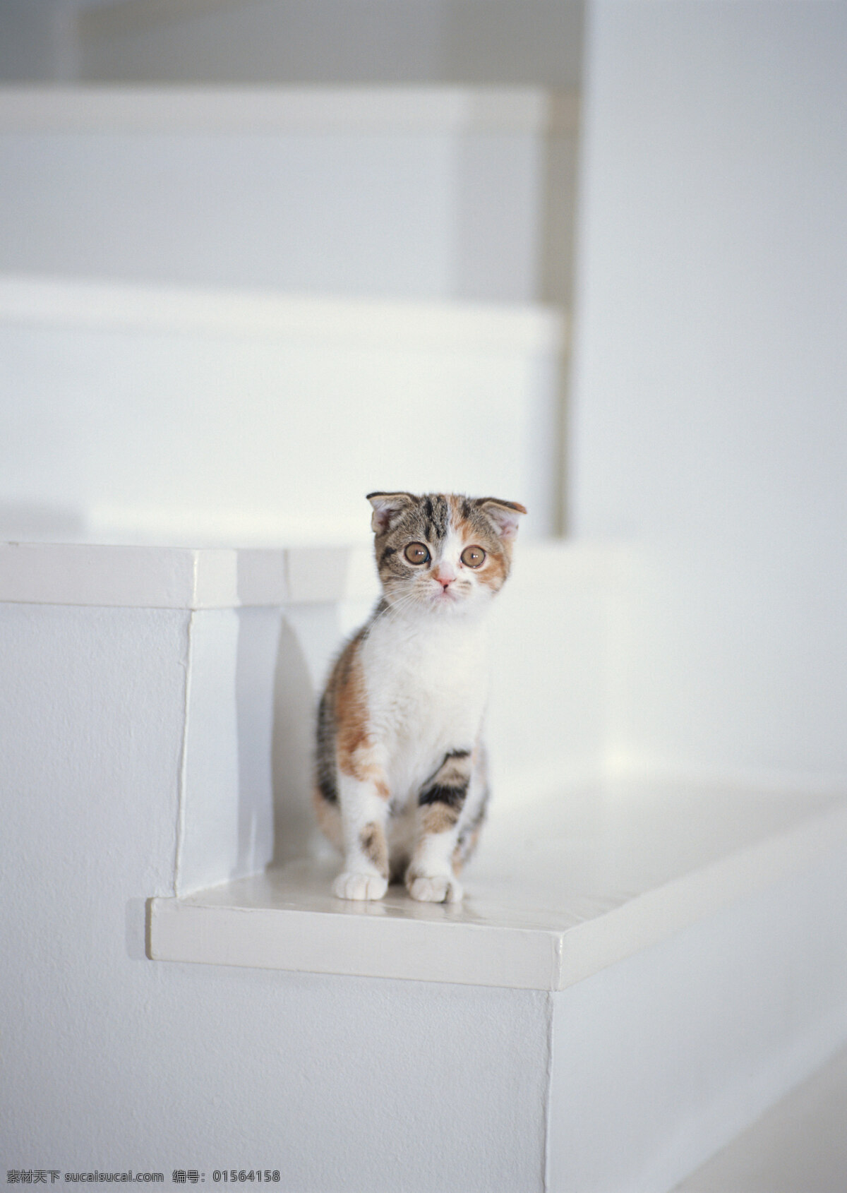 楼梯 上 小猫 动物摄影 宠物 猫 可爱的猫 家猫 猫咪 小猫图片 家禽家畜 生物世界 猫咪图片